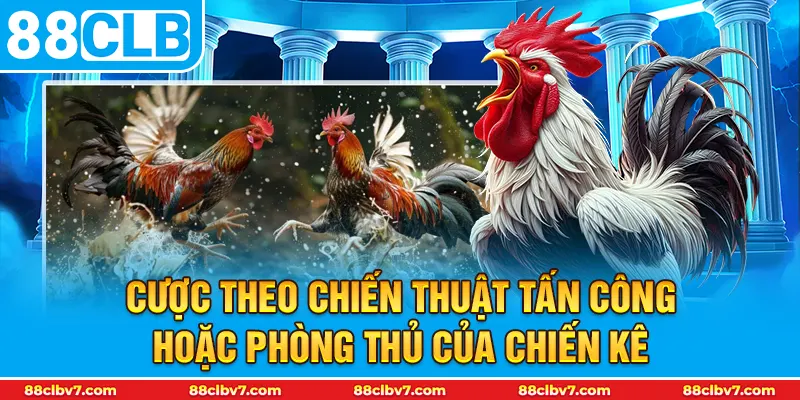 Cược theo chiến thuật tấn công hoặc phòng thủ của chiến kê