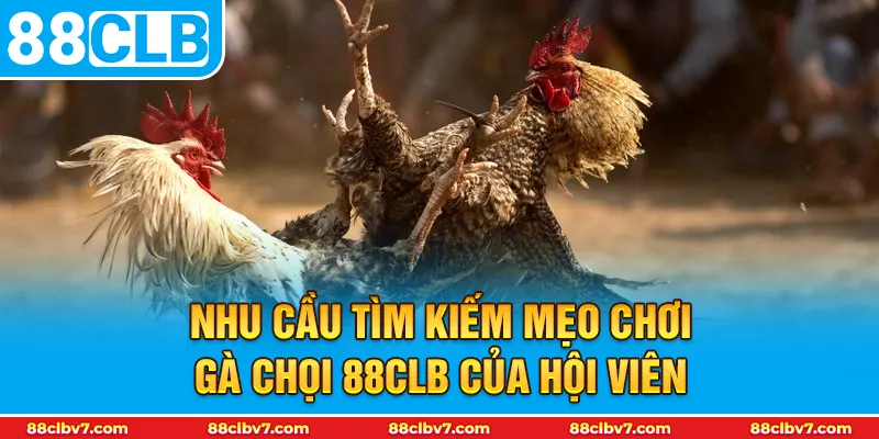 Nhu cầu tìm kiếm mẹo chơi gà chọi 88CLB của hội viên