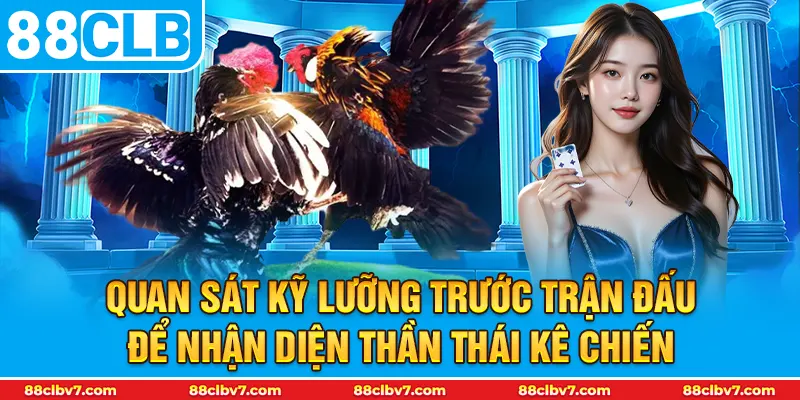 Quan sát kỹ lưỡng trước trận đấu để nhận diện thần thái kê chiến